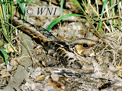 Common Pauraque (Nyctidromus albicollis)